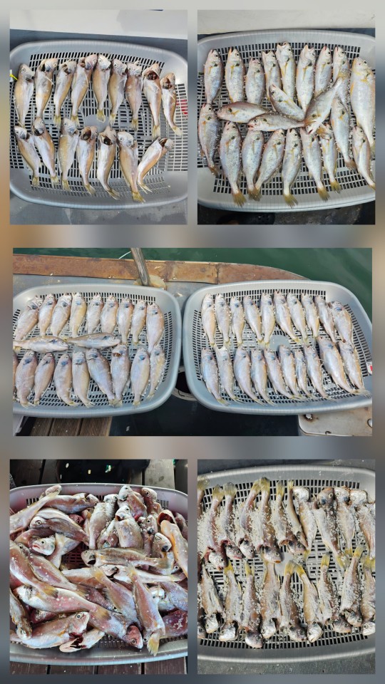 8월2일 대성1호 백조기조황