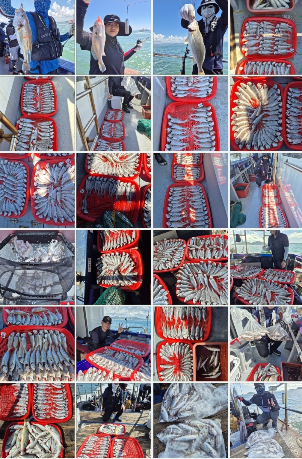 8월15일 뉴대성호 백조기조황