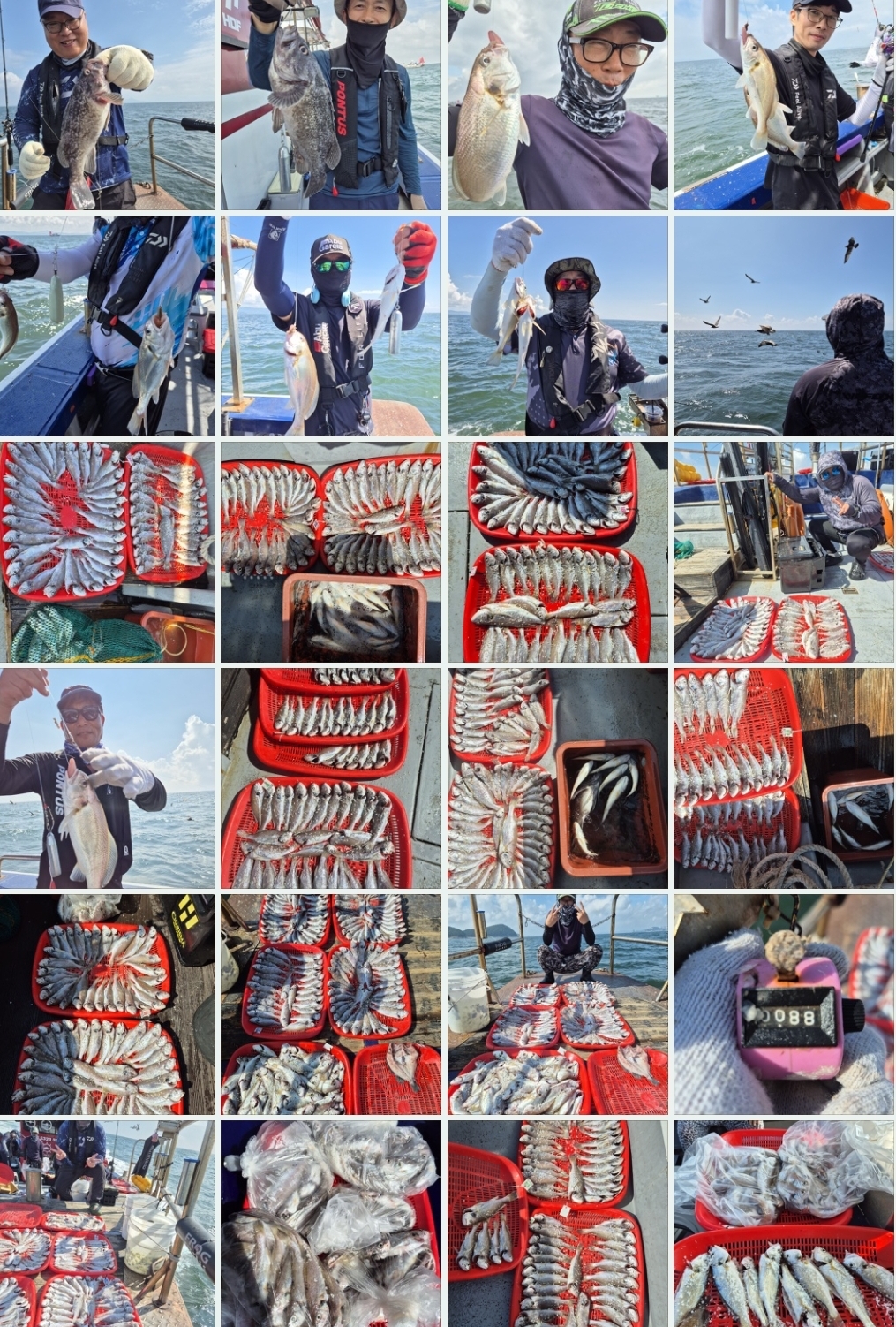 8월19일 뉴대성호 백조기조황