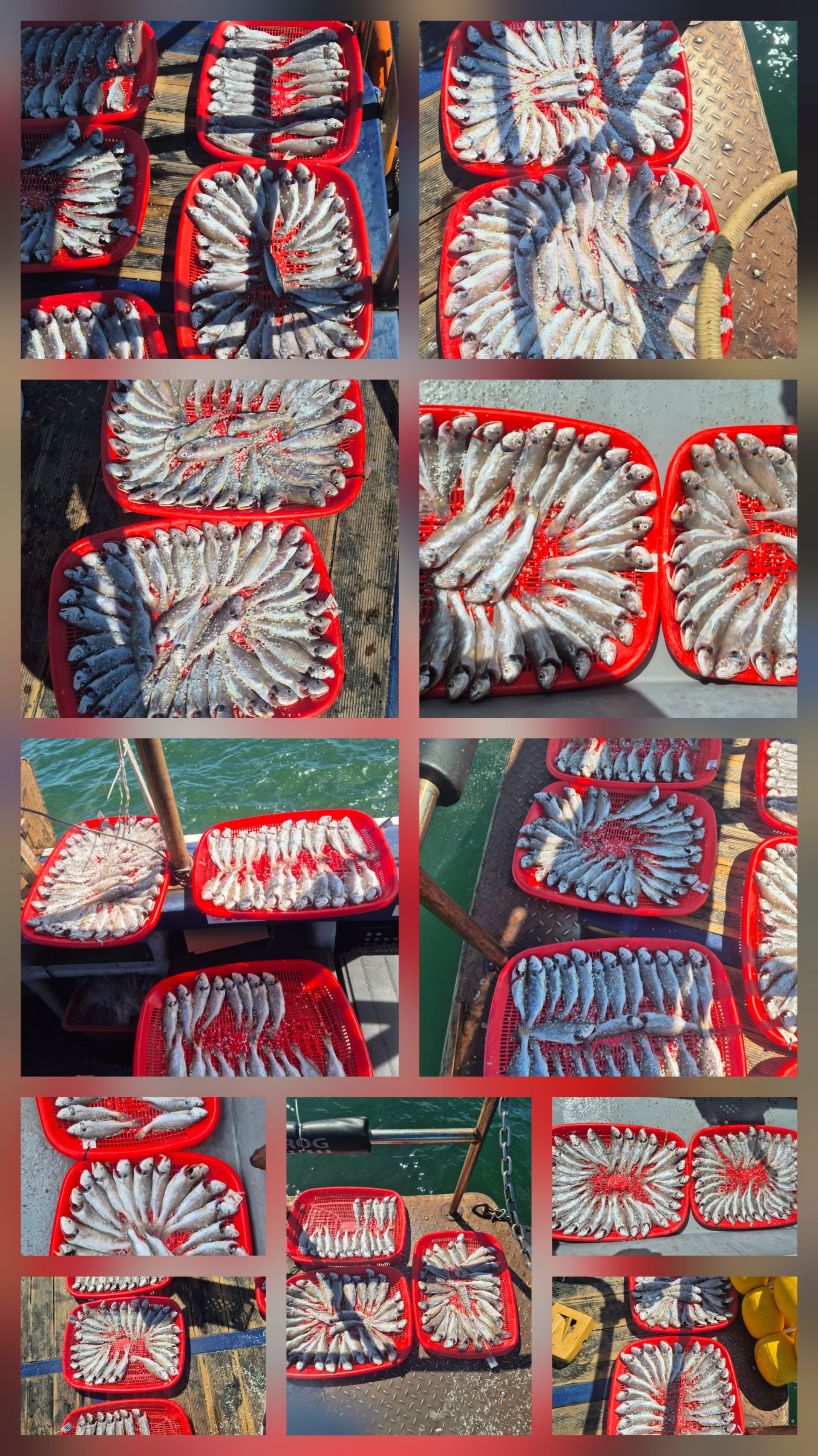 8월30일 뉴대성호 백조기조황