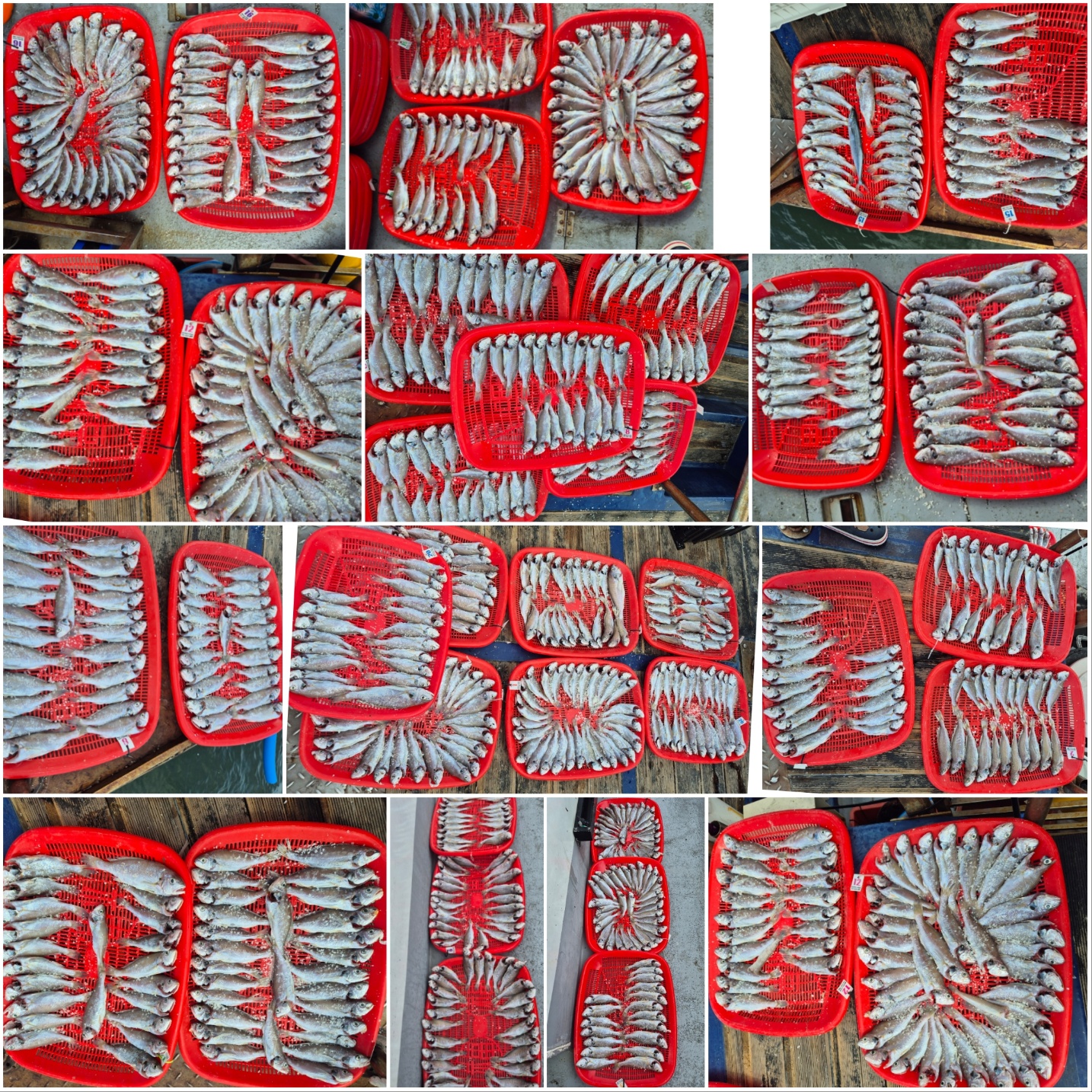 8월17일 뉴대성호 백조기조황