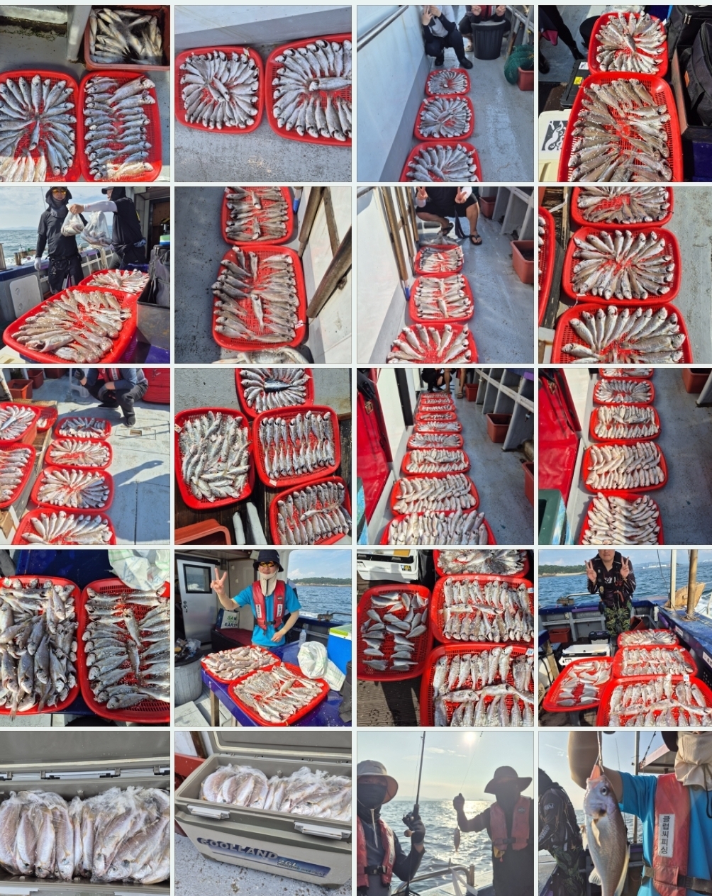 8월18일 뉴대성호 백조기조황