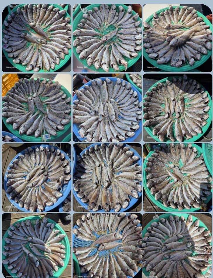 8월 16일~17일 대성호 백조기 조황입니다