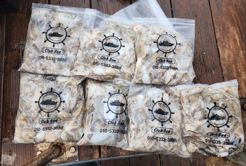 9월 16일 대성2호 쭈꾸미 조황