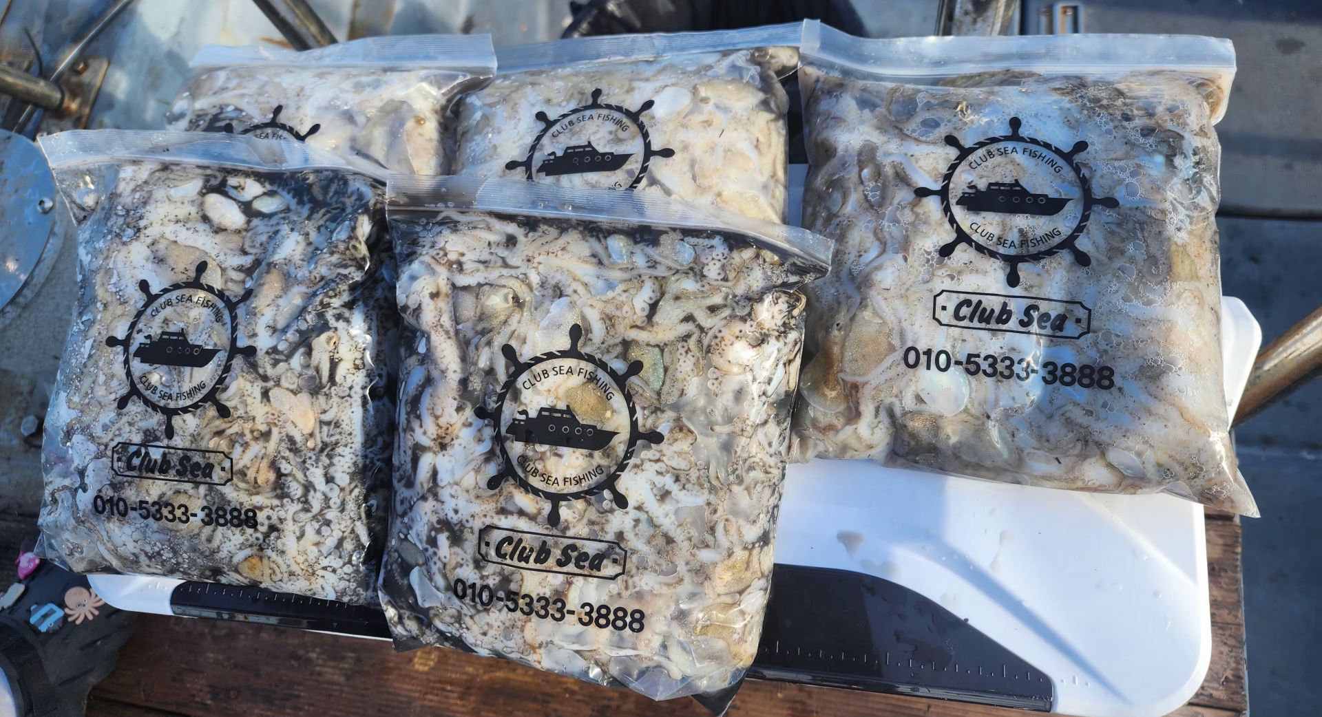 9월 4일 대성2호 쭈꾸미 조황