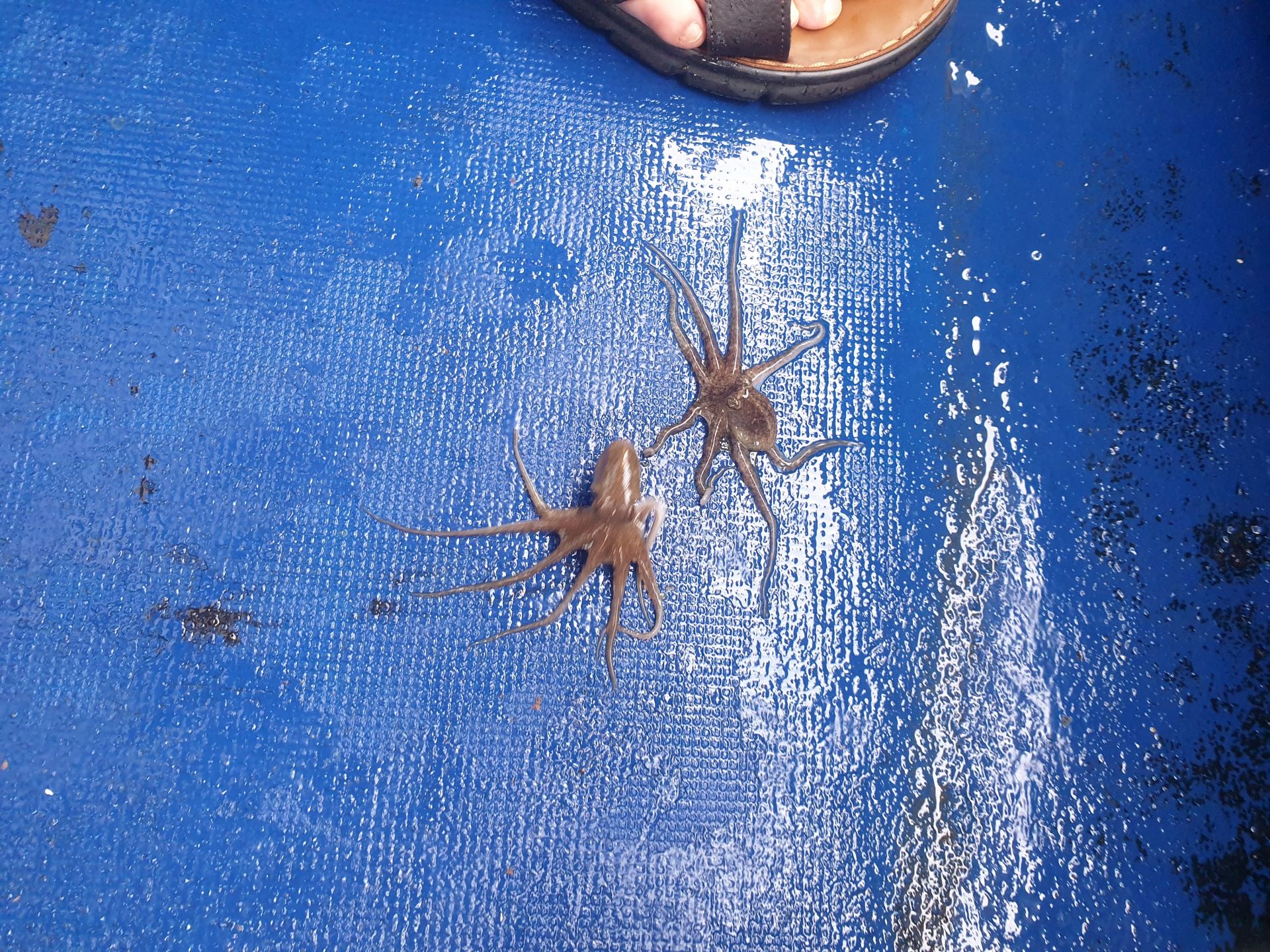 9월2일 대양호 주꾸미조황