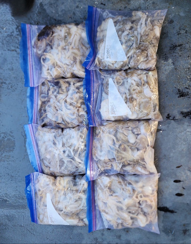 9월 30일 대성2호 쭈꾸미 조황