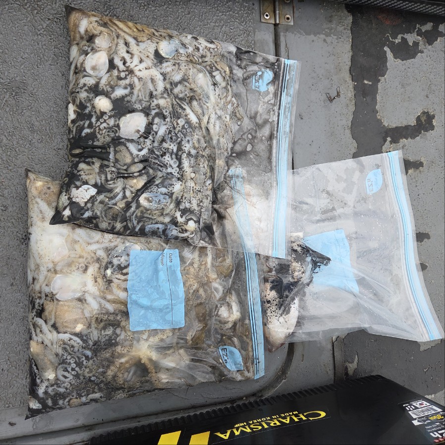 10월 11일 마린호 쭈조황입니다