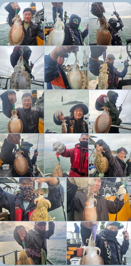 10월 12일 대성호 갑오징어 조황입니다