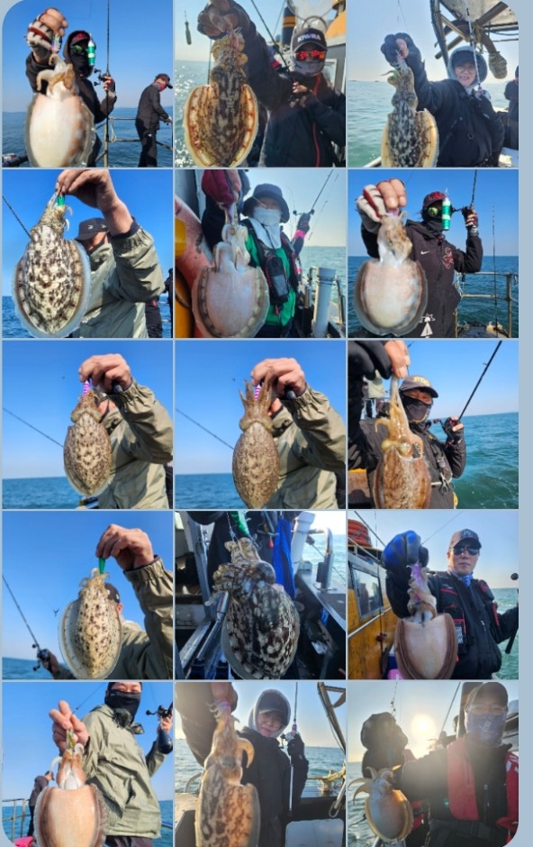 10월 29일 대성호 왕갑오징어 조황입니다