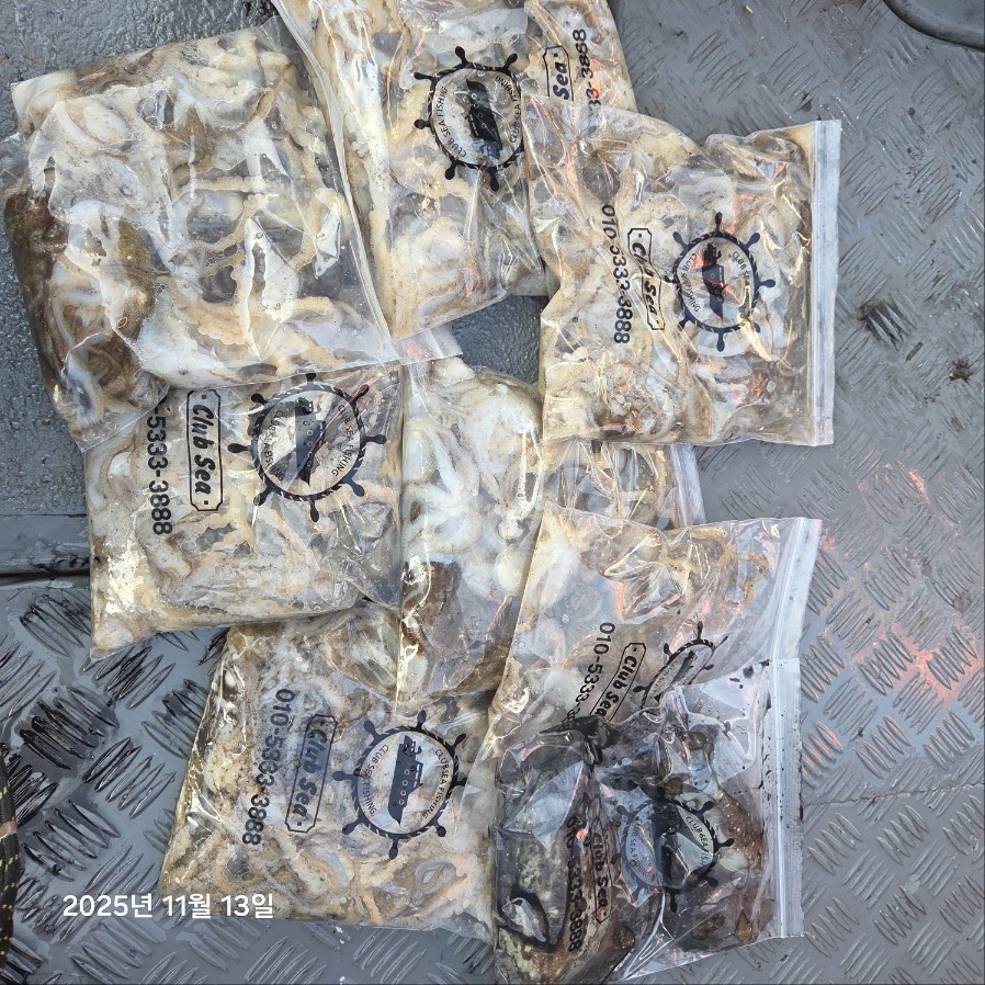 11월 13일 마린호 쭈조황입니다