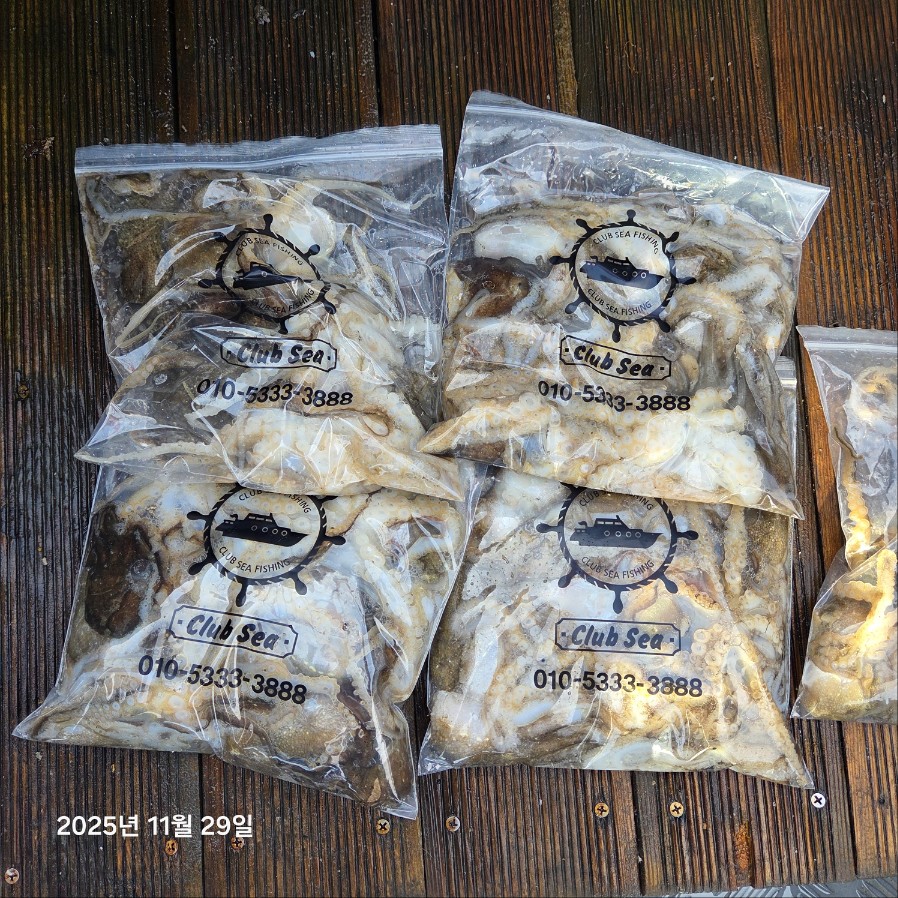 11월 29일 마린호  쭈조황입니다