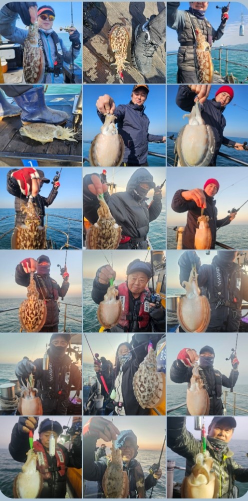 11월 12일 대성호 왕갑오징어 조황입니다