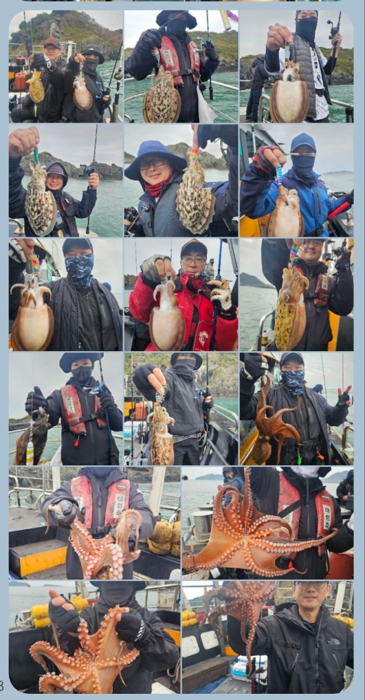 11월 7일, 8일 대성호 갑오징어 조황입니다