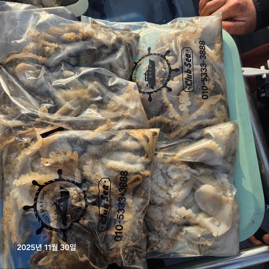 11월 30일 마린호 쭈조황입니다