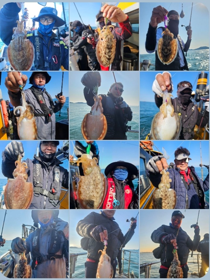 11월 4일 대성호 갑오징어 조황입니다