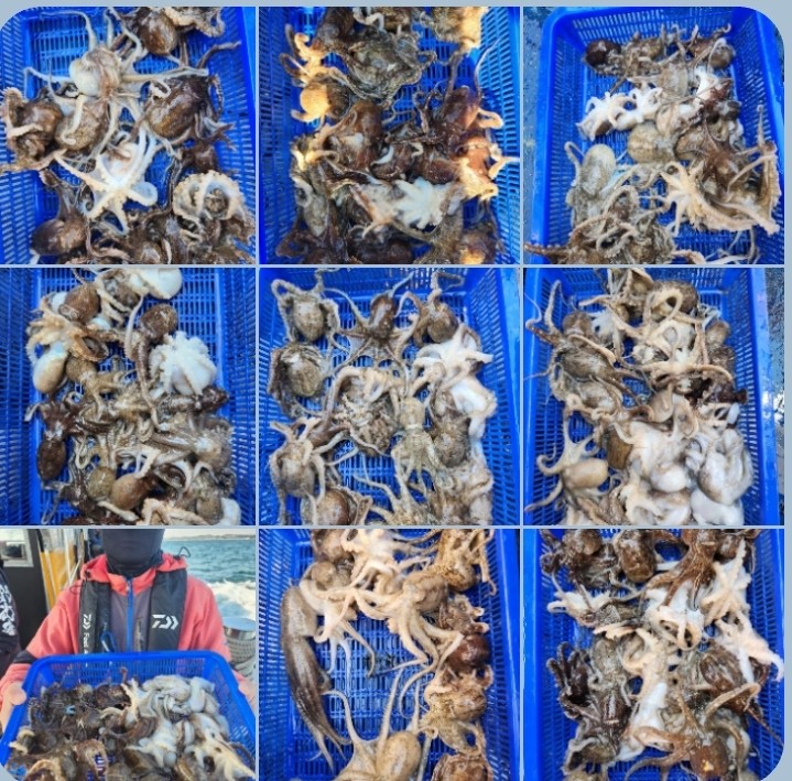 4월 26일 대성호 봄 주꾸미조황입니다