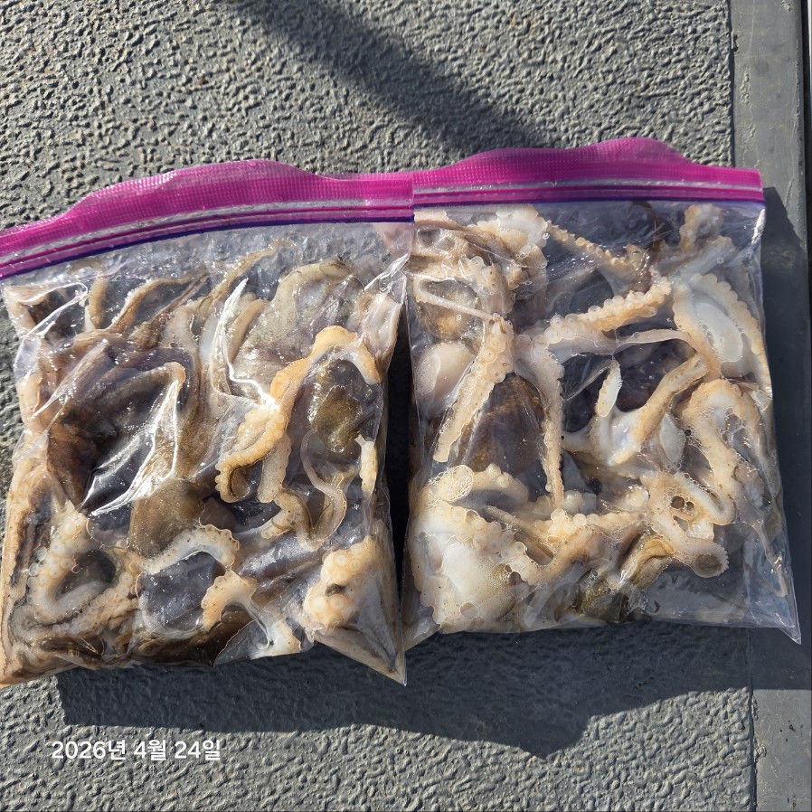 4월 24일 마린호 봄쭈 조황입니다