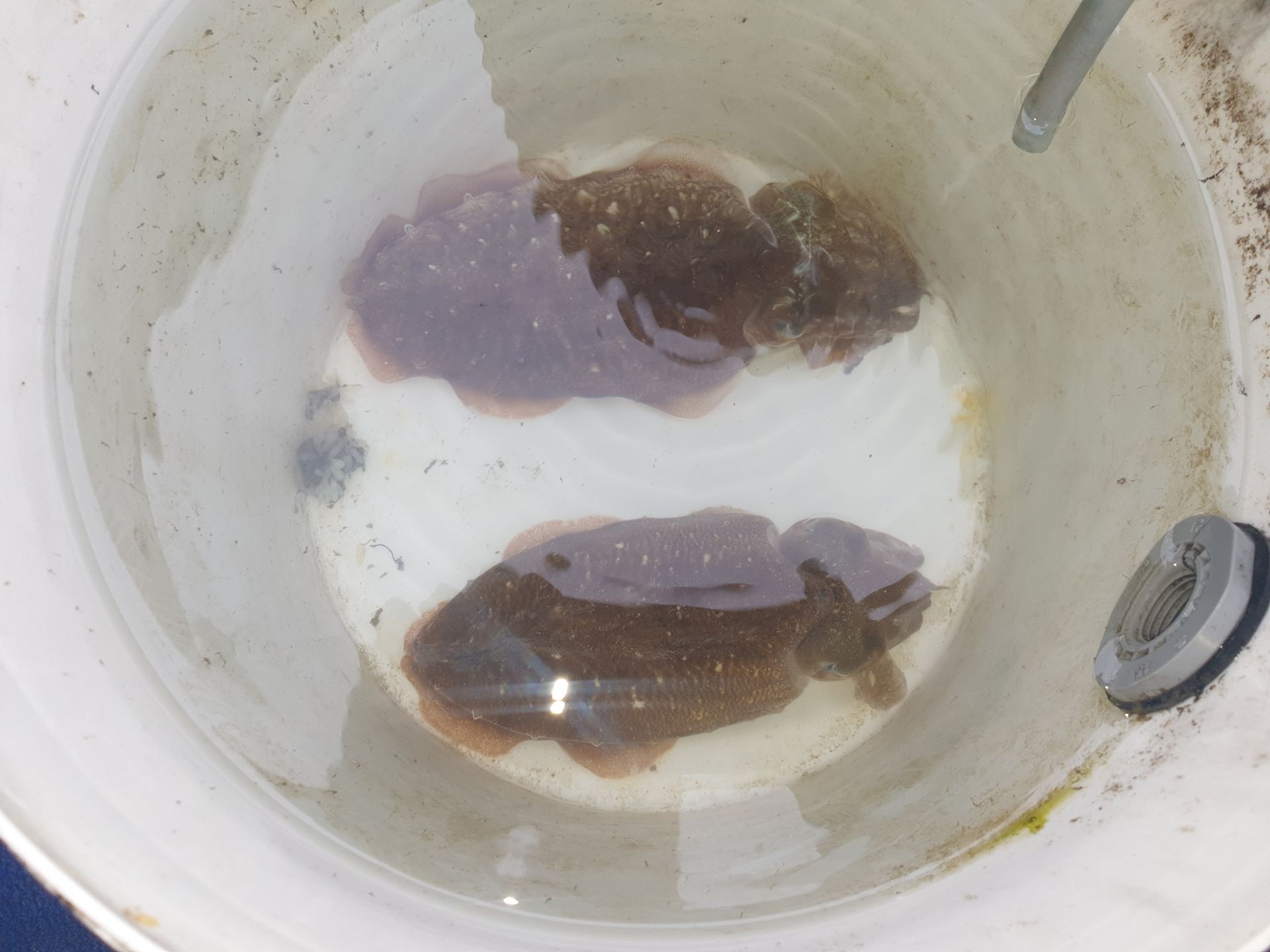 대양호 6월7일 봄 갑오징어  조황