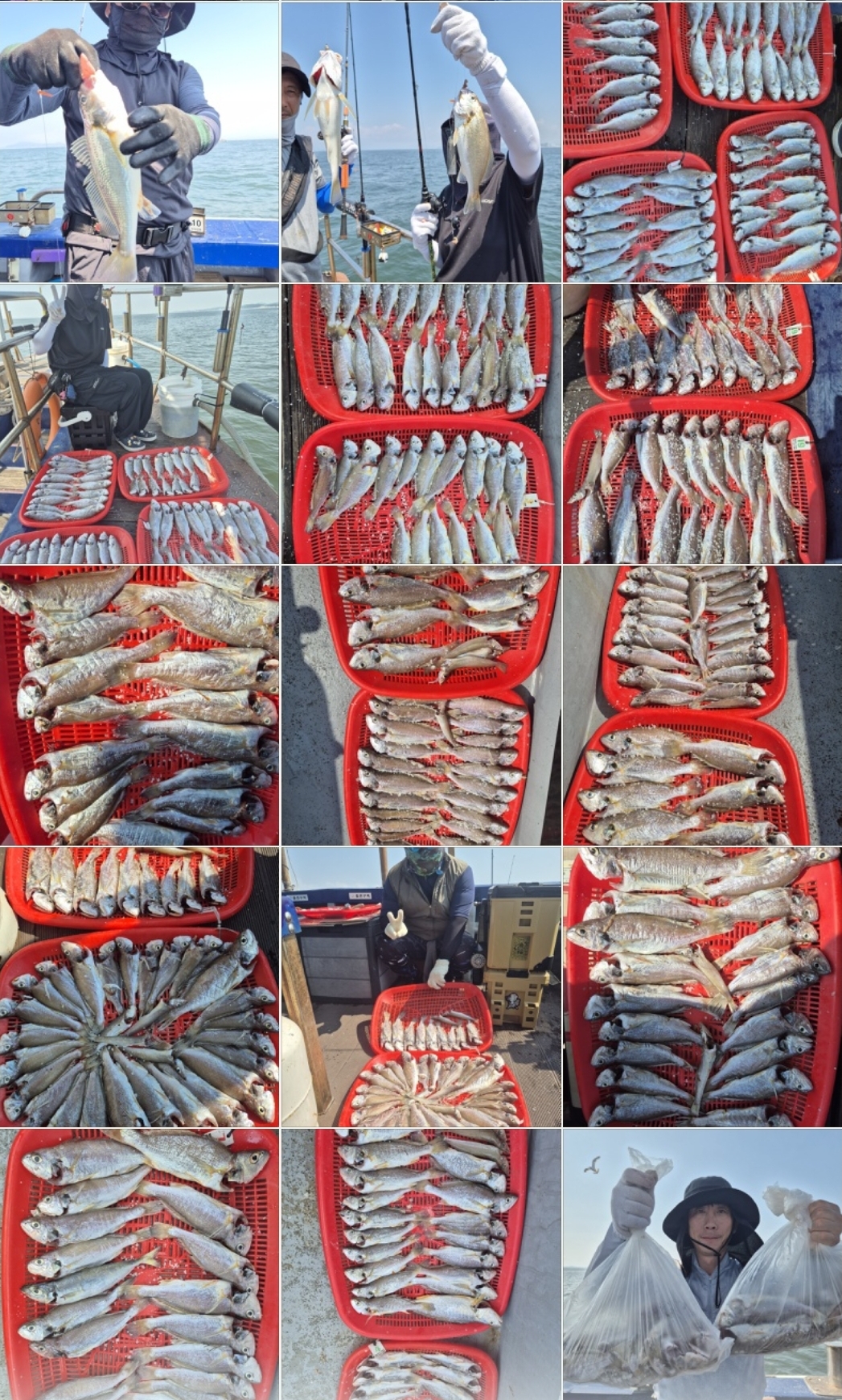 8월1일 뉴대성호 백조기조황