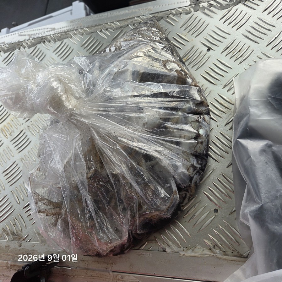 9월1일 마린호 쭈조황입니다